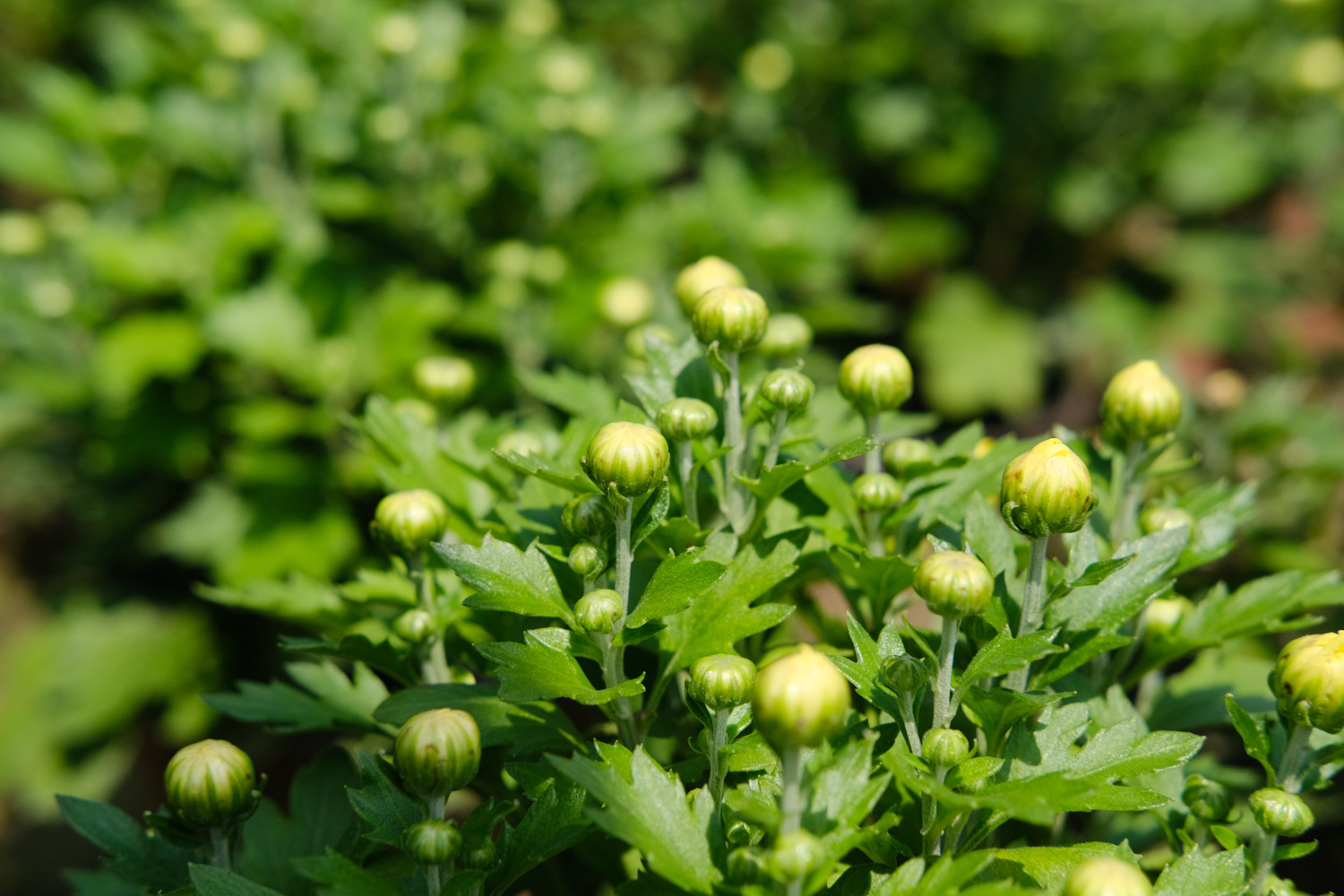 Chrysanthemum