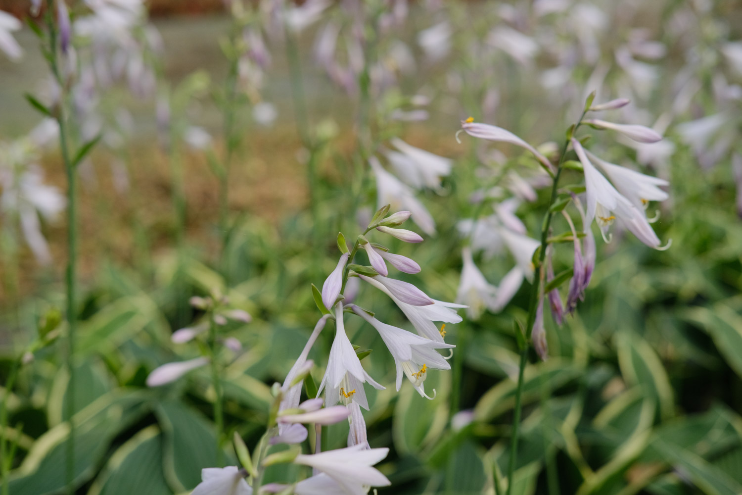 Hosta