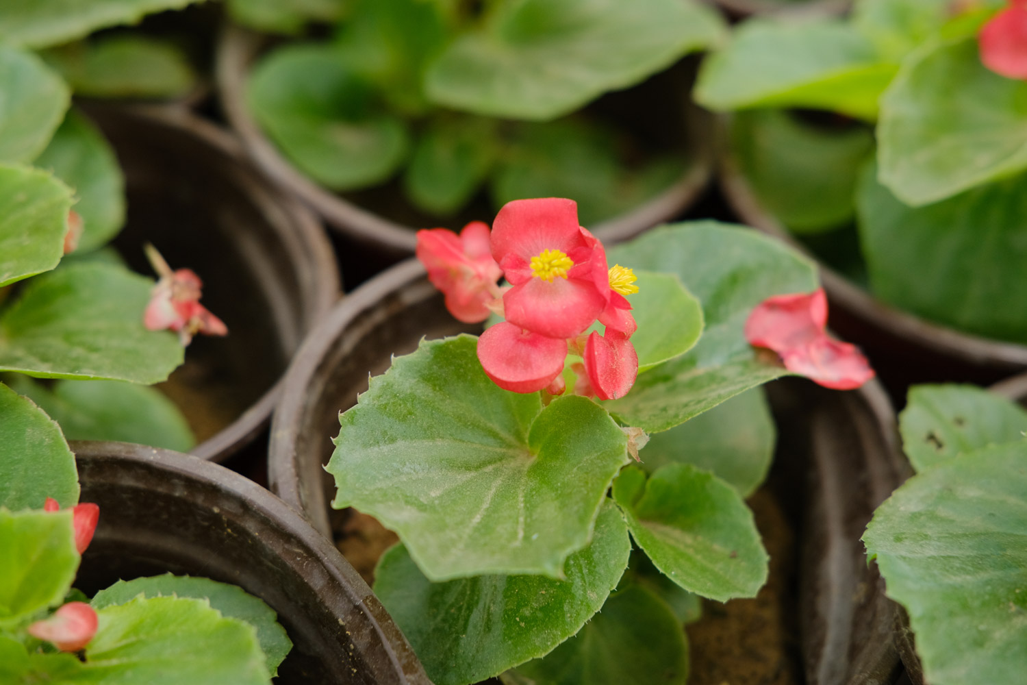 Begonia semperflorens