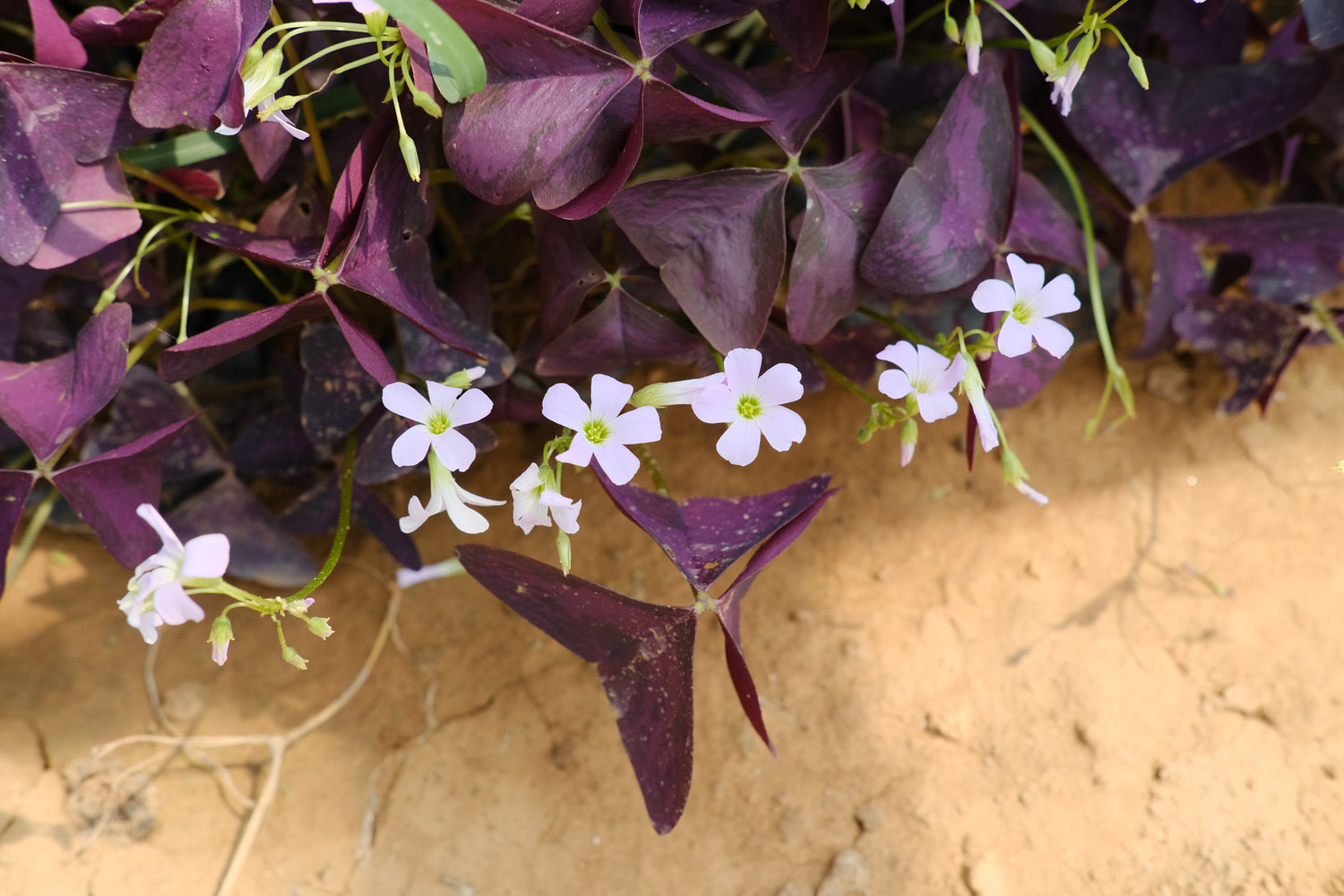 Oxalis