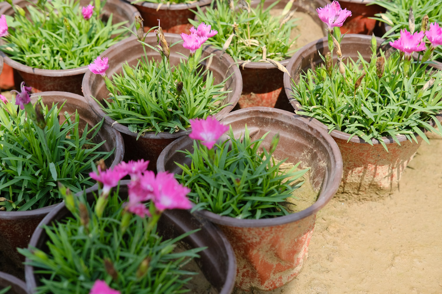 dianthus