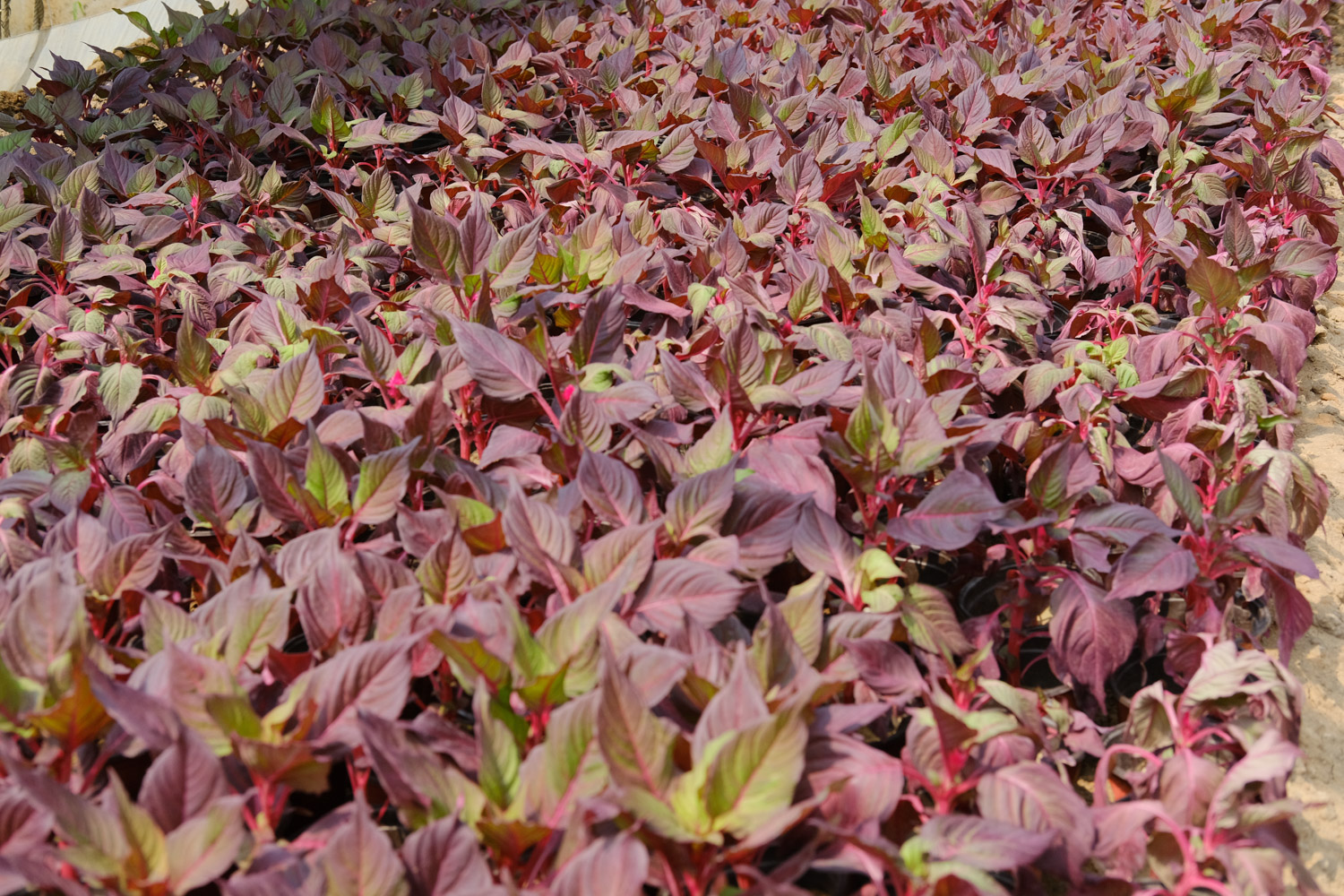 Coleus