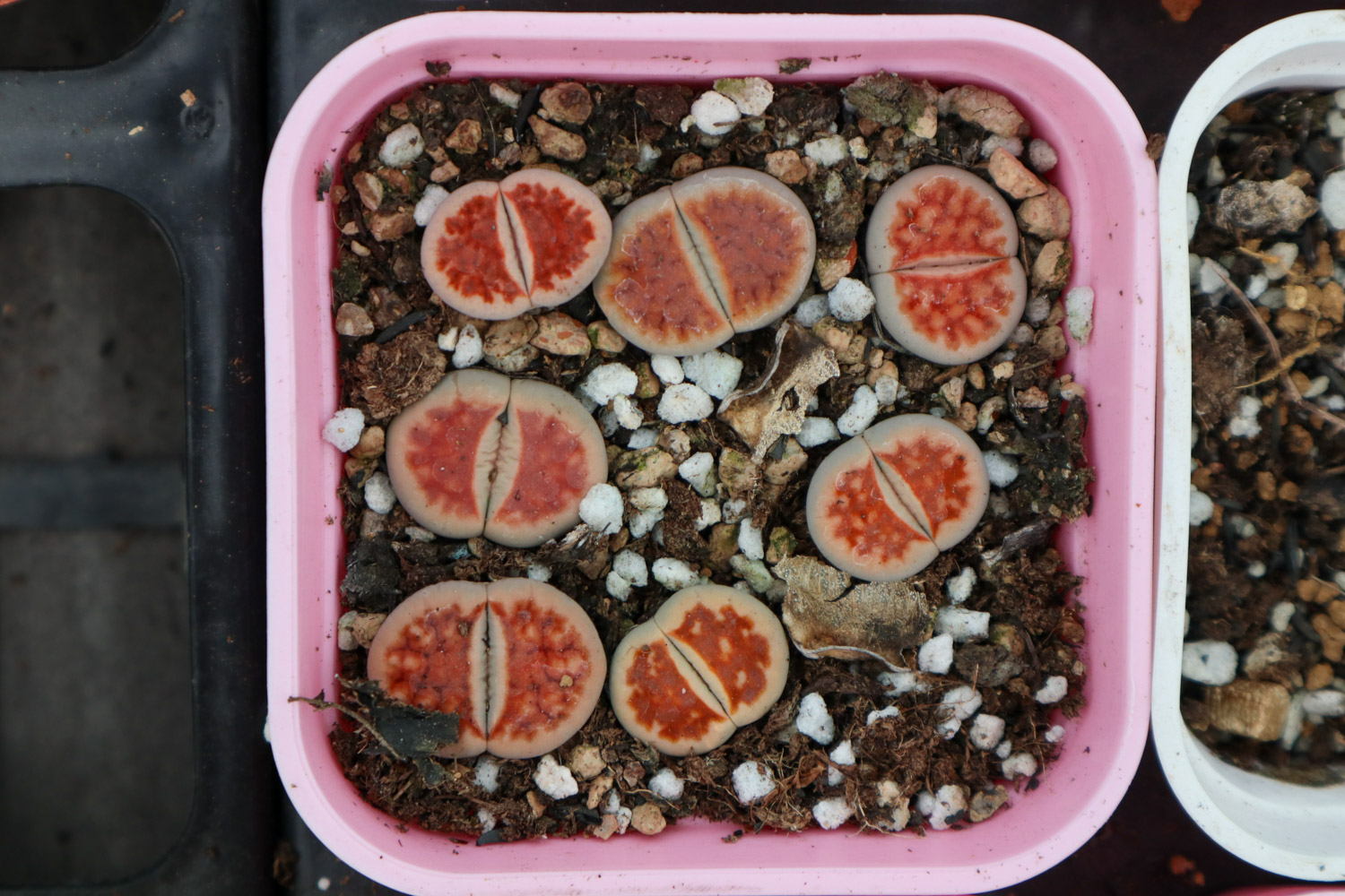 Lithops