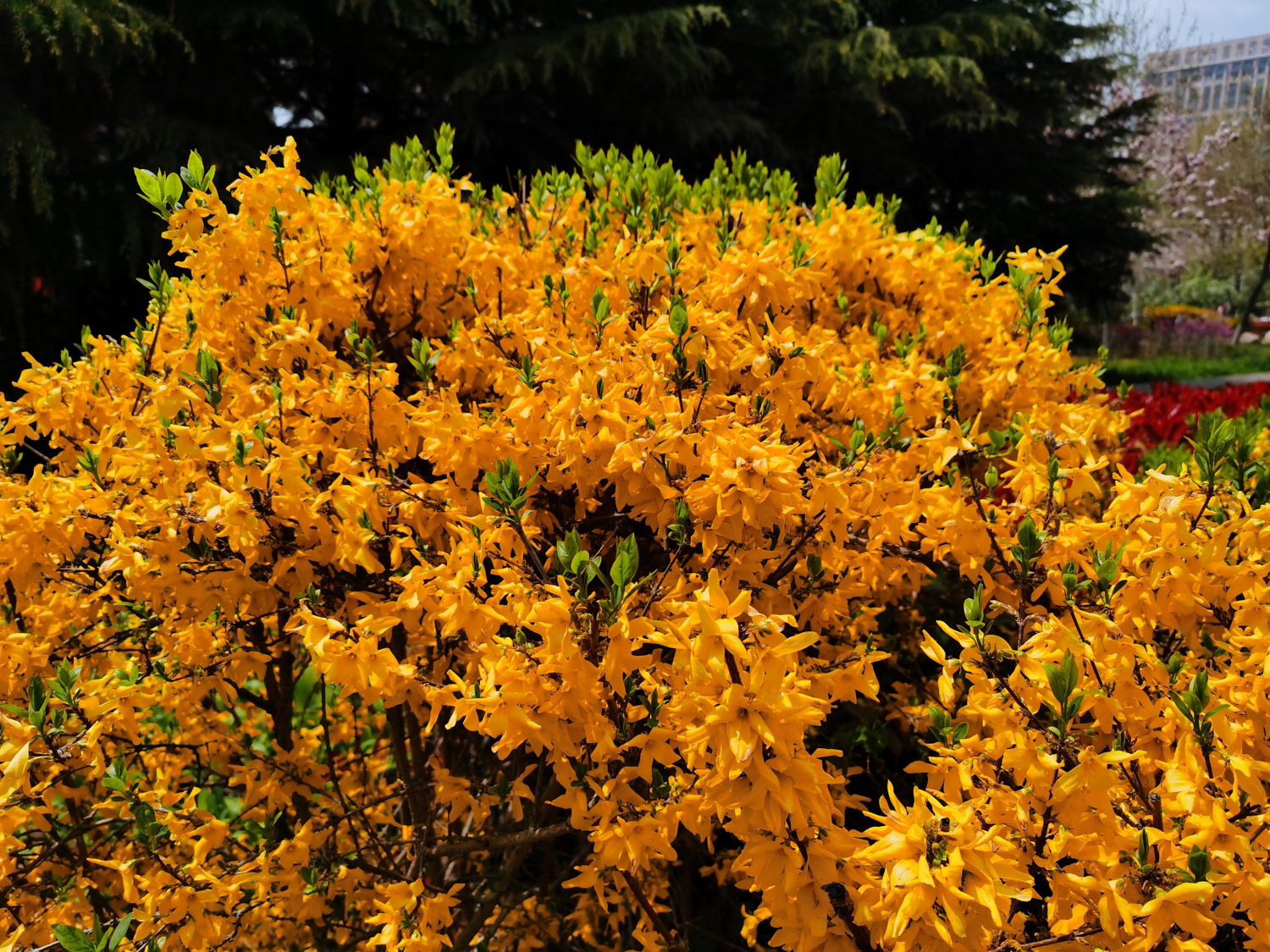 Forsythia suspensa