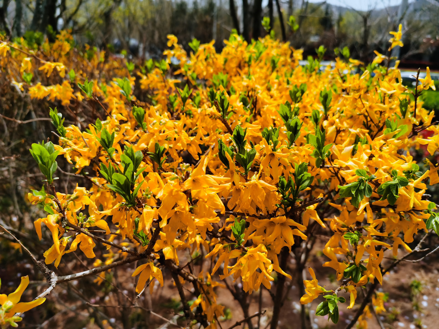 Forsythia suspensa