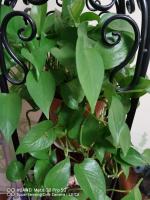 how often to water rubber plants