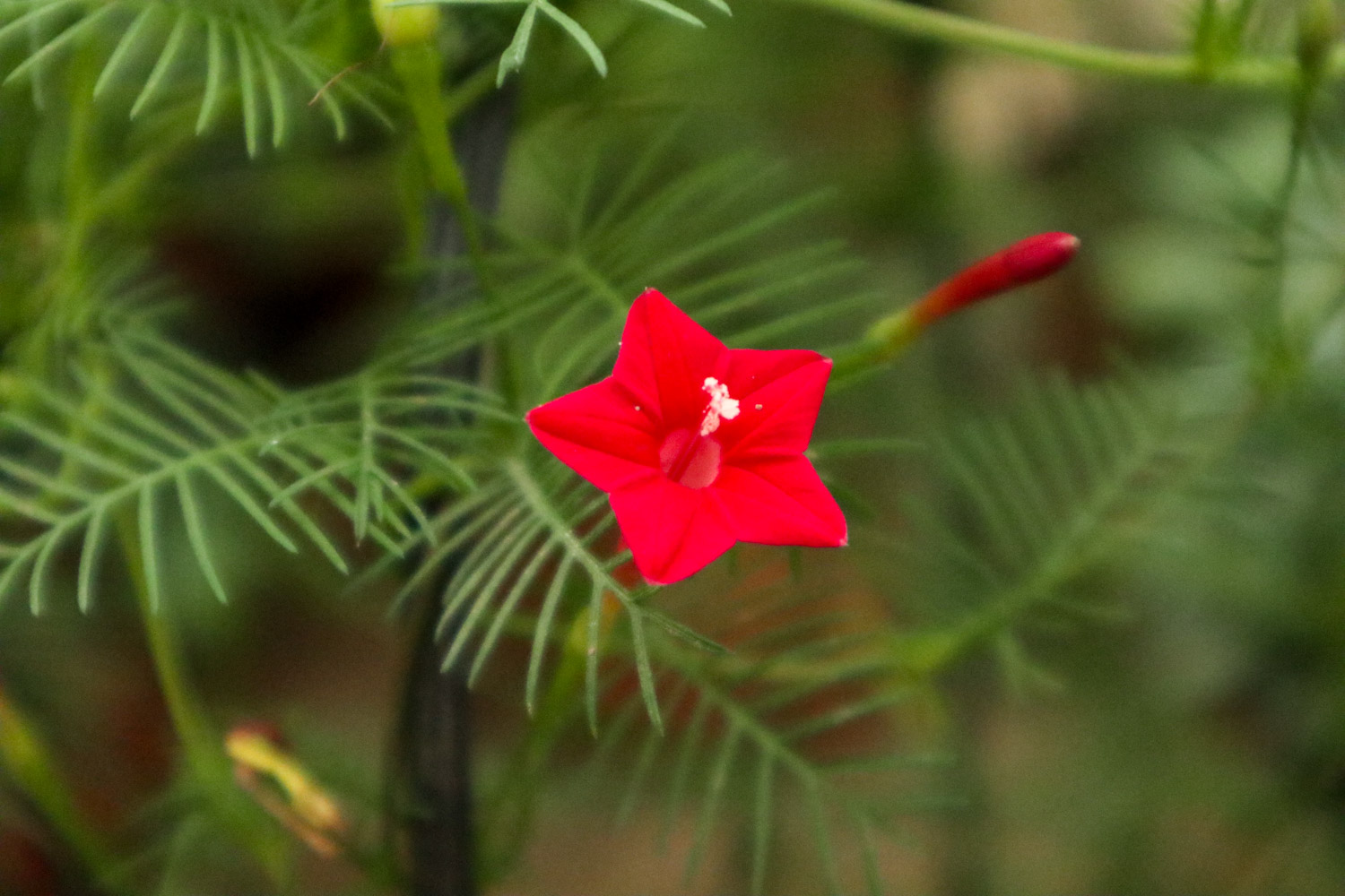 Quamoclit pennata