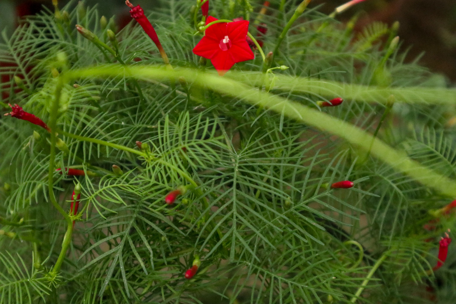 Quamoclit pennata