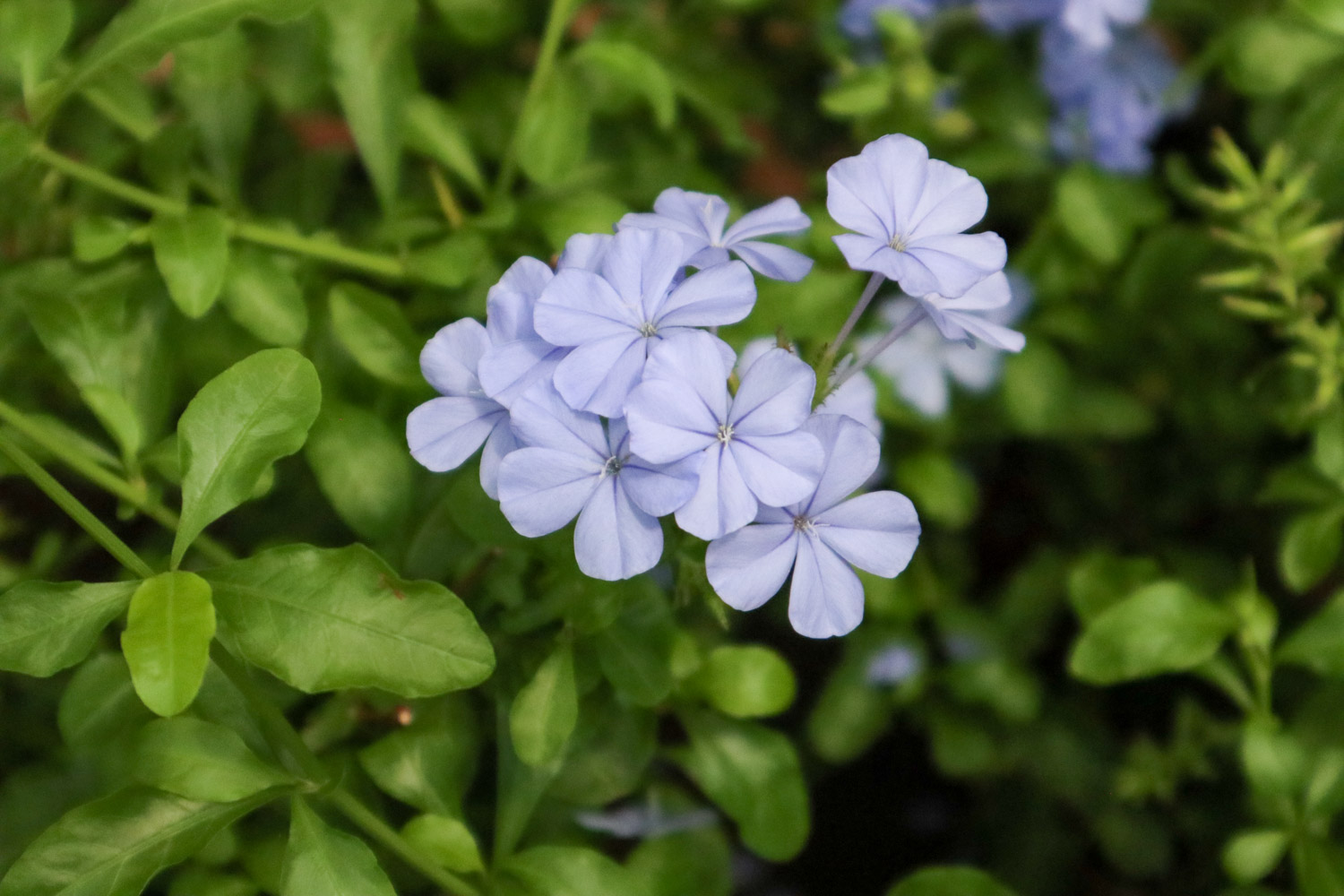 Plumbago Auriculata