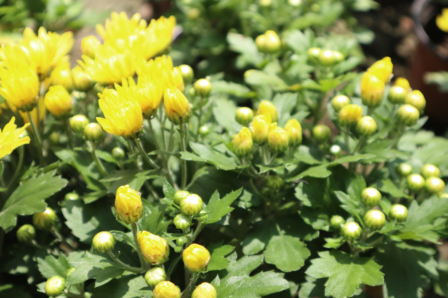 Chrysanthemum