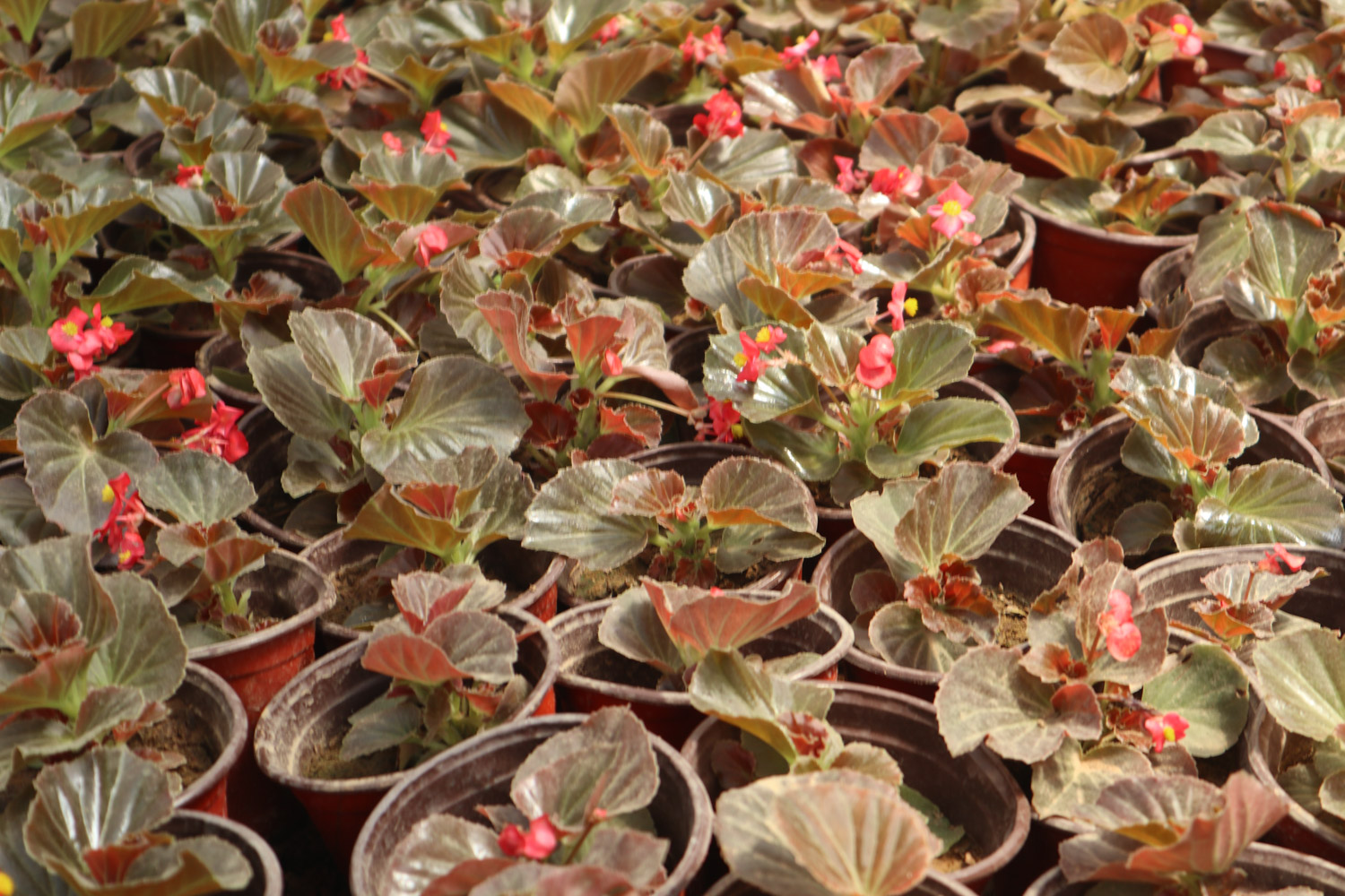 Begonia semperflorens