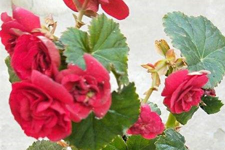 Rieger Begonia