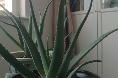 Aloe Vera