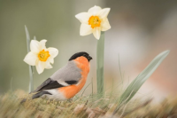 The difference between daffodils and lilies