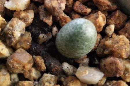 Lithops