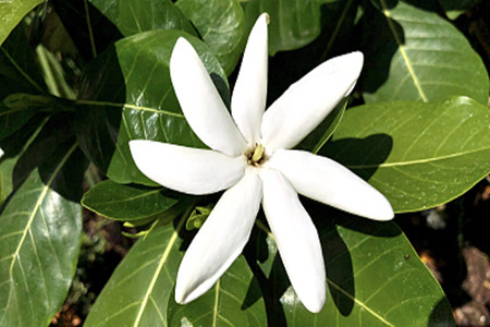 Gardenia