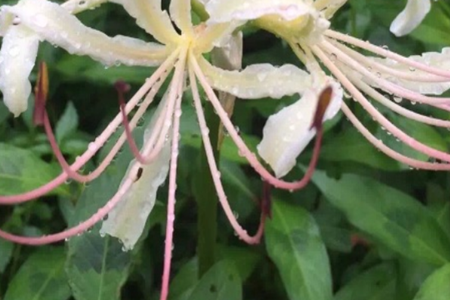 Datura flower