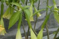 What's the difference between Datura and morning glory