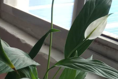 Spathiphyllum