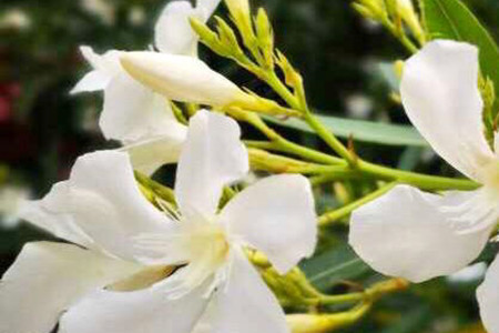 Nerium oleander