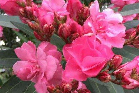 Nerium oleander