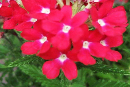 Verbena