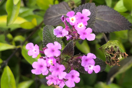 Lantana camara