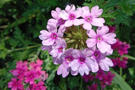 Verbena tenera 