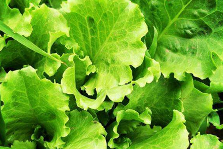 Common lettuce