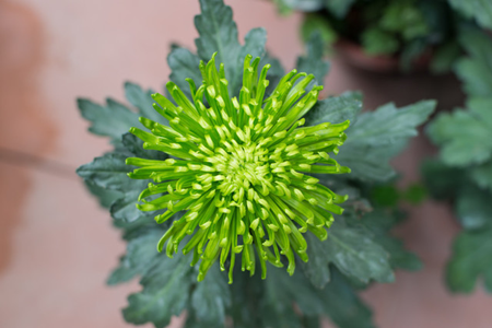 Chrysanthemum