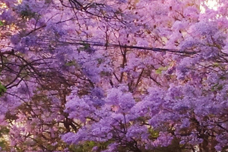 Jacaranda mimosifolia