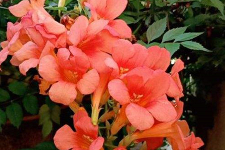 Chinese trumpet creeper