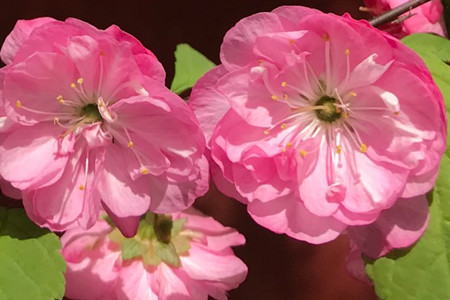 flowering plum