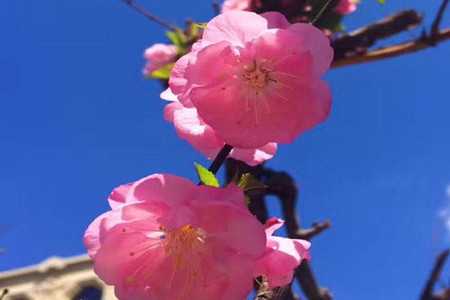 flowering plum