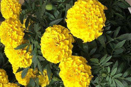 Marigold