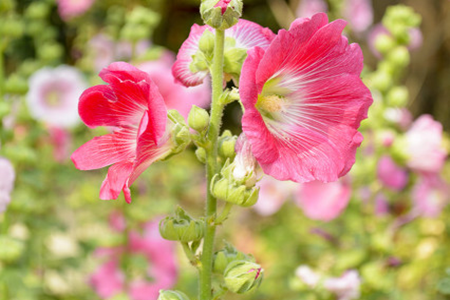 Hollyhock