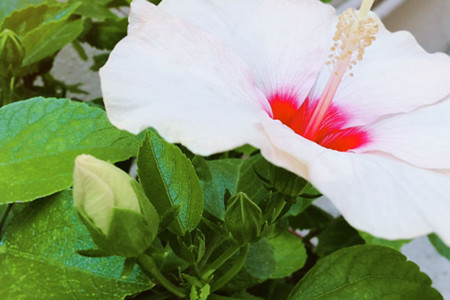 rose mallow