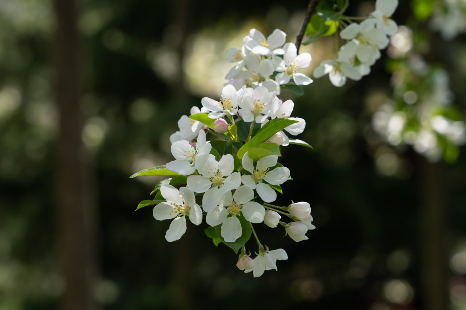 Begonia