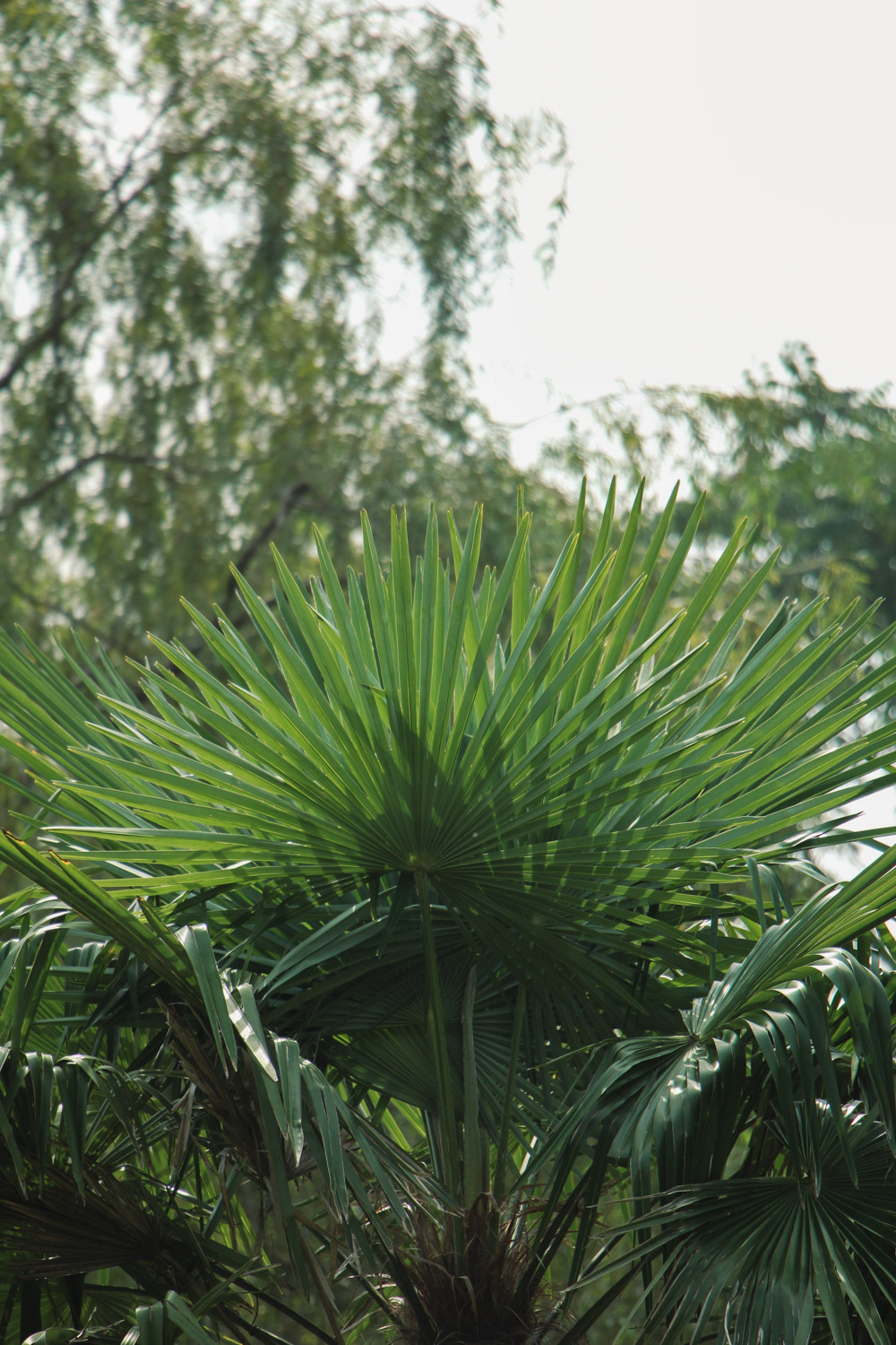 Palm