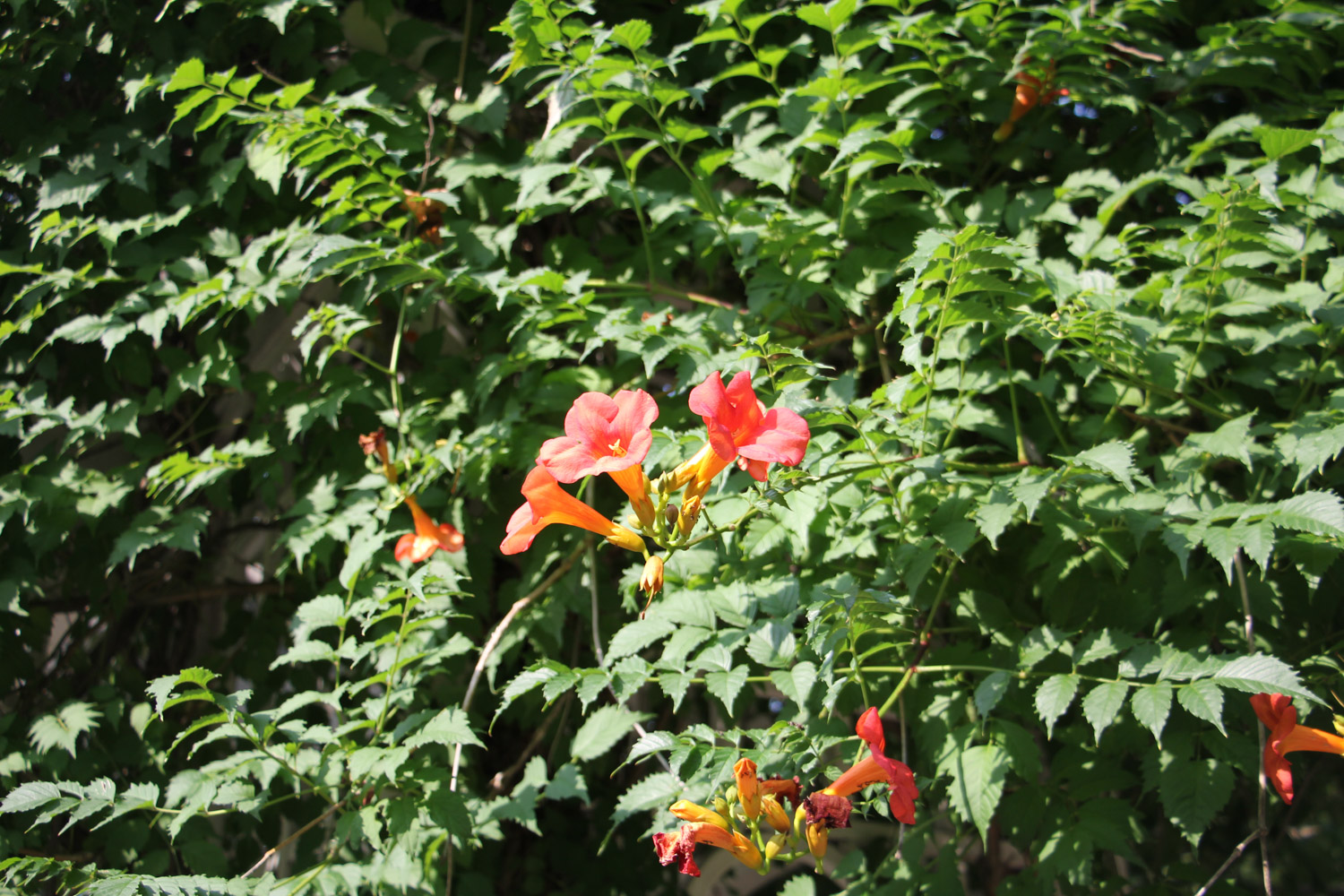 Chinese trumpet creeper