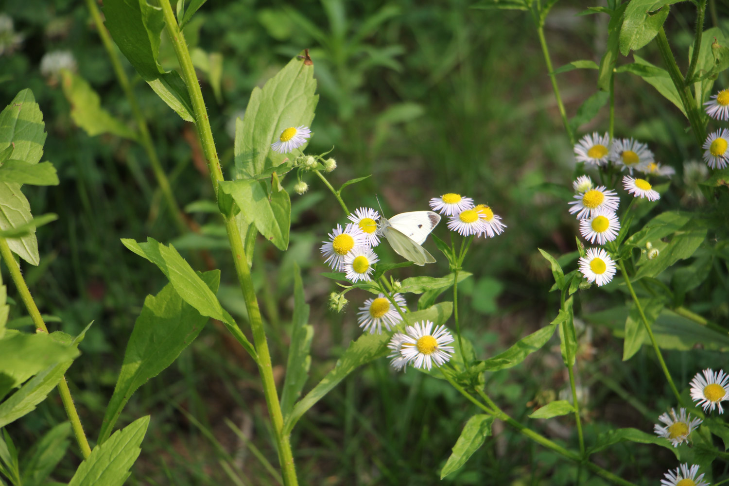 annual fleabane