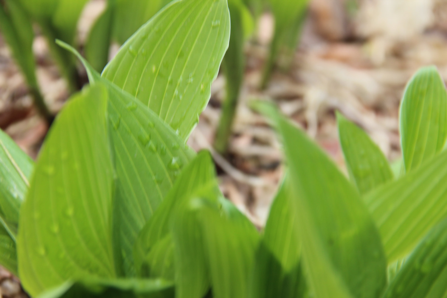 Hosta