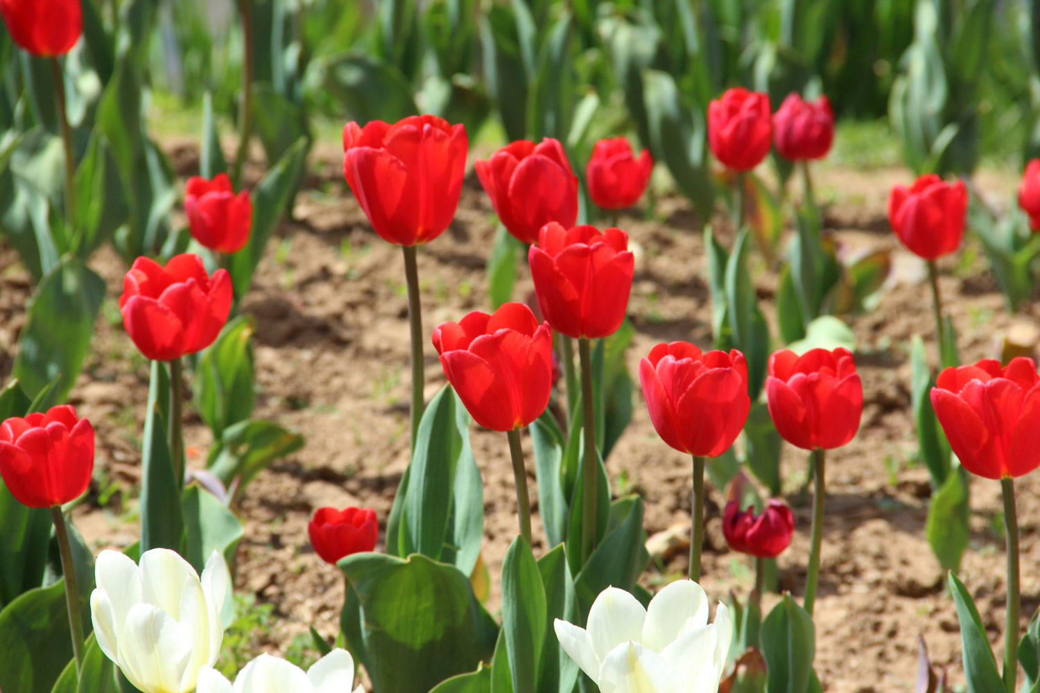 tulips