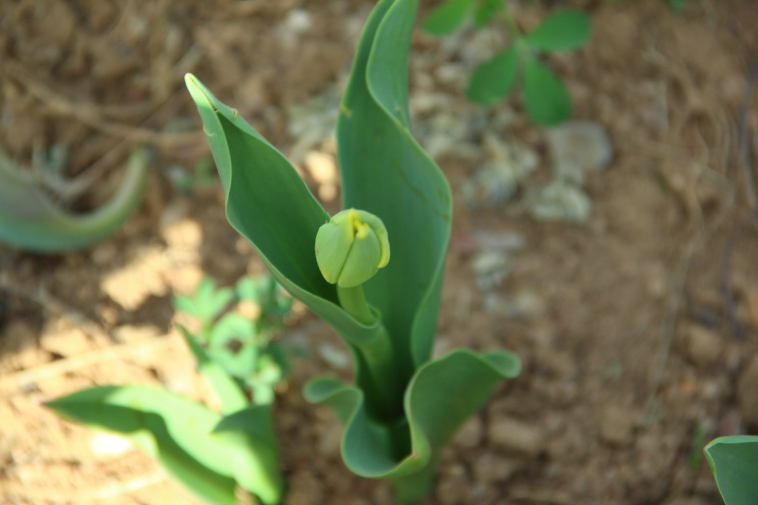 tulips