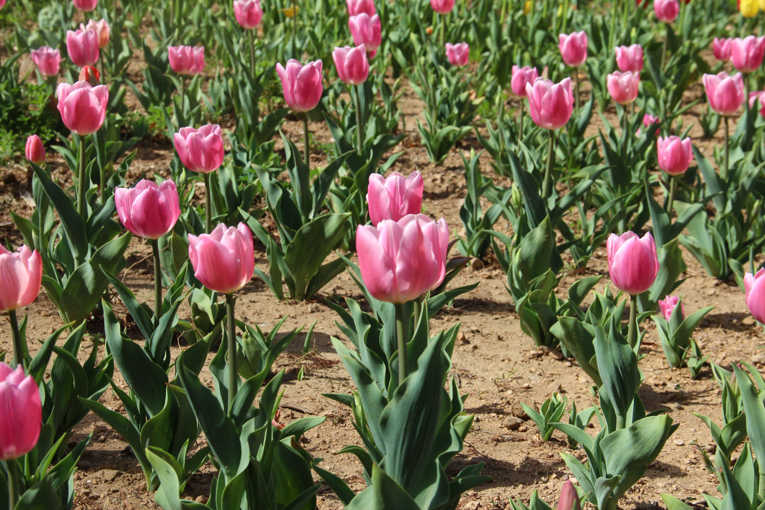 tulips