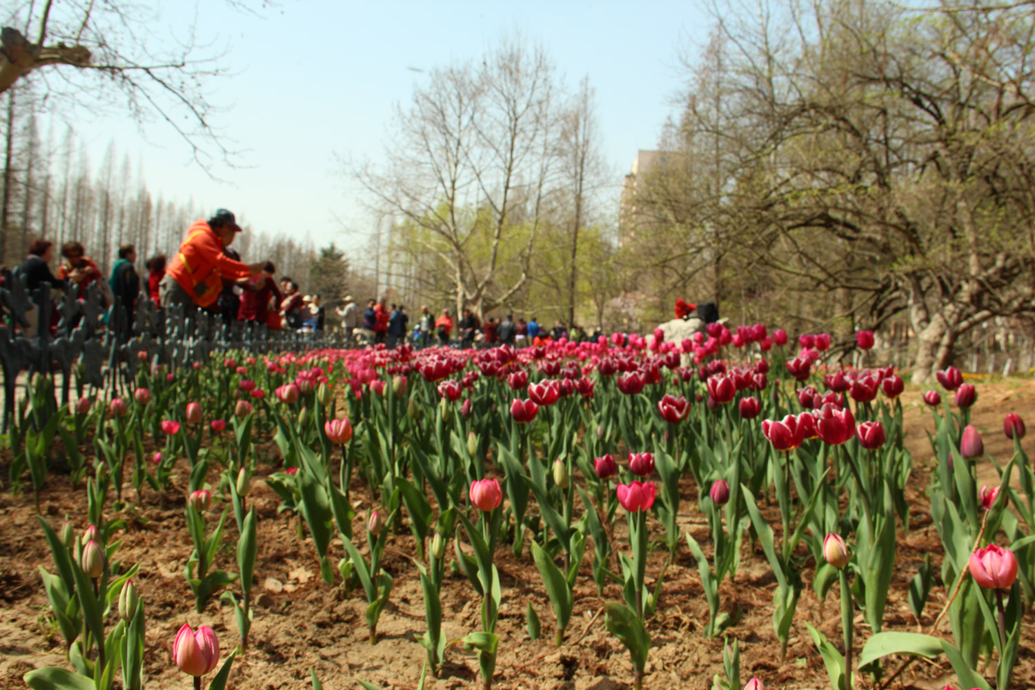 tulips