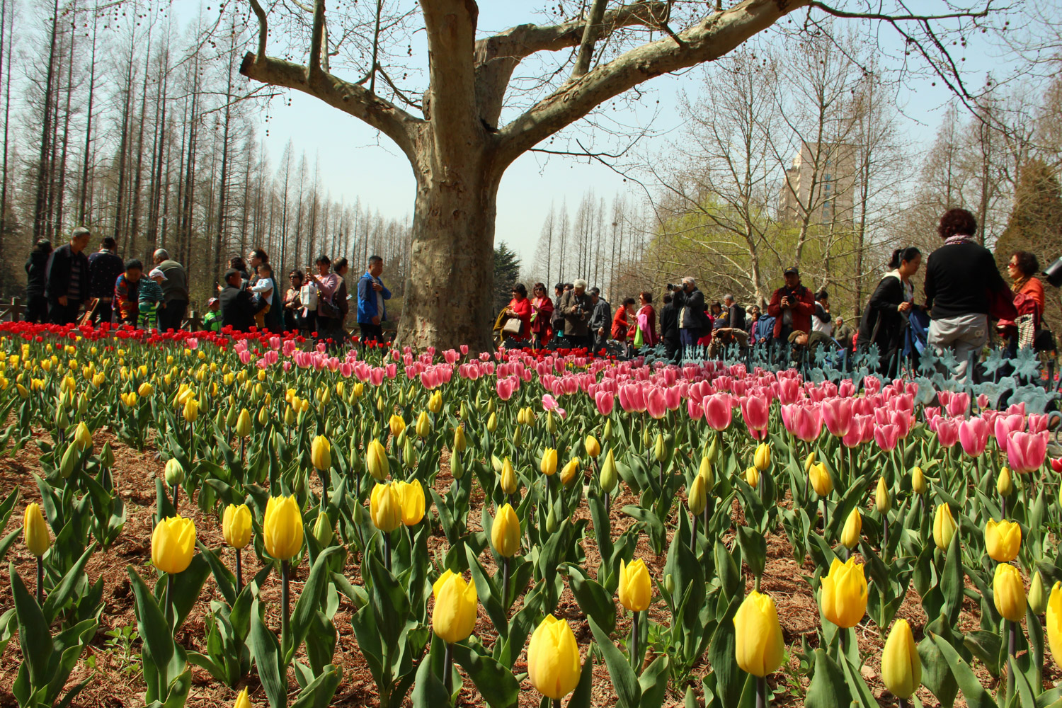 tulips