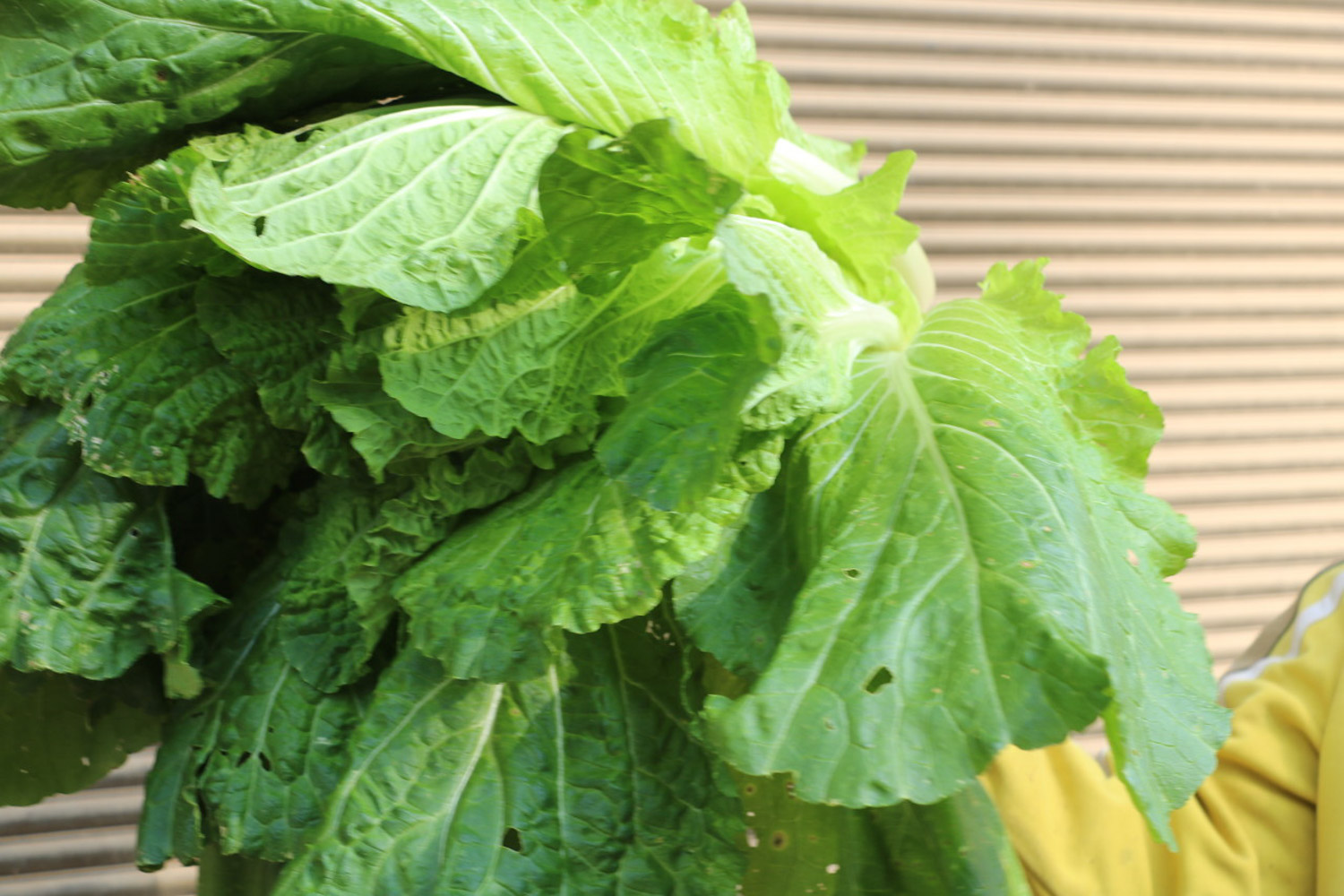 Chinese cabbage