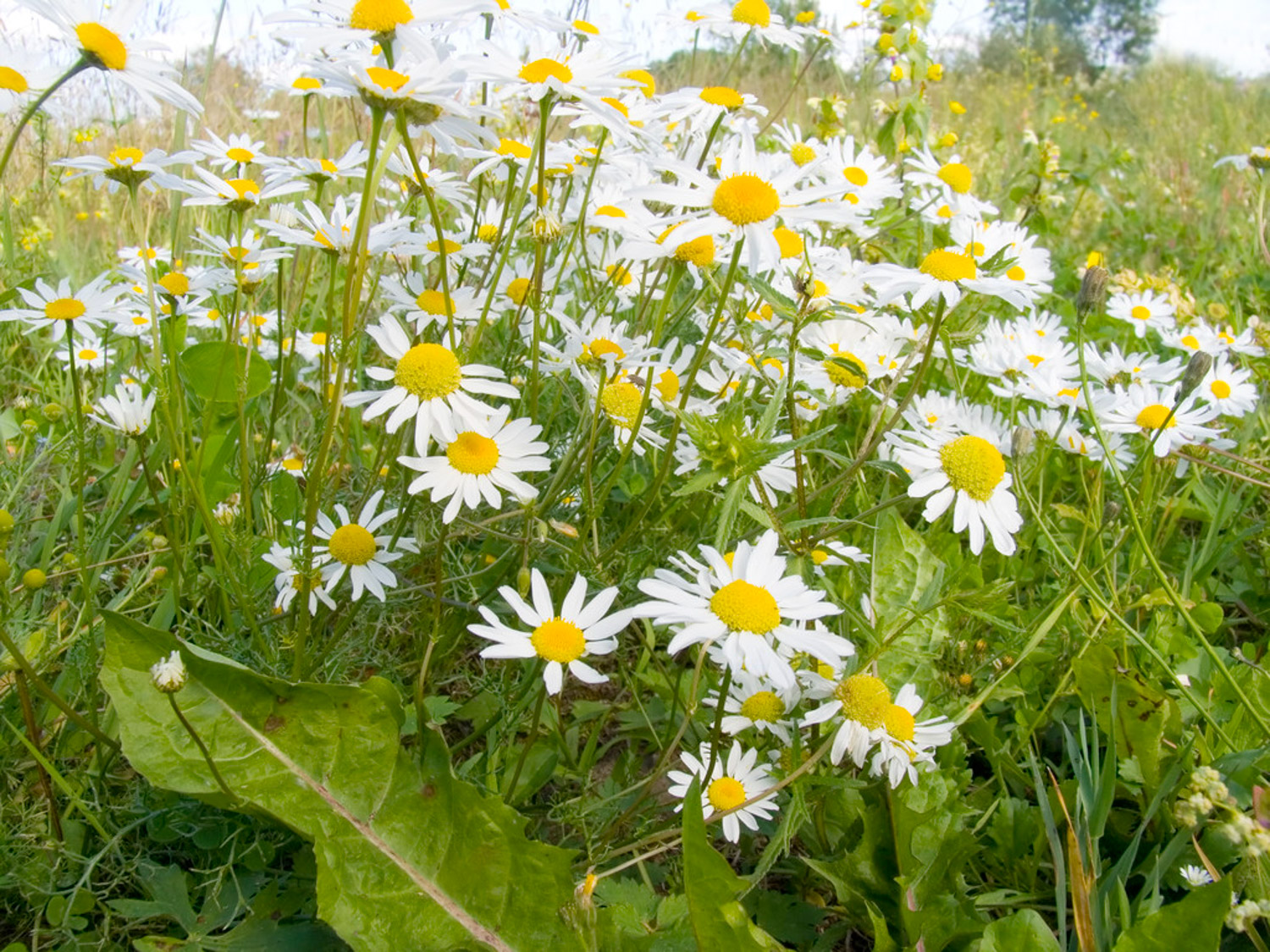 Chrysanthemum