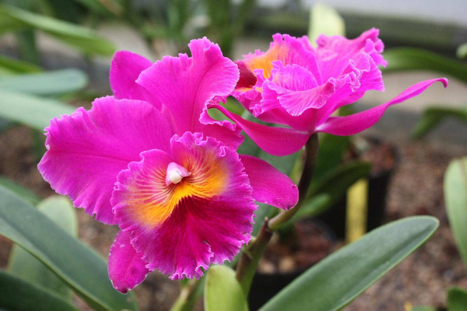 Cattleya